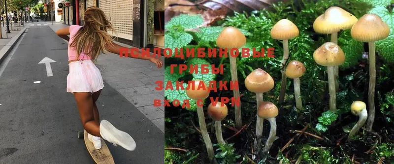 omg зеркало  купить закладку  Рязань  Галлюциногенные грибы Cubensis 